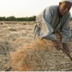 وزارة التجارة : تعلن اليوم الاثنين، عن تشغيل 78 موقعاً لتسلم محصول الحنطة، فيما حذّرت من التلاعب بالمحصول